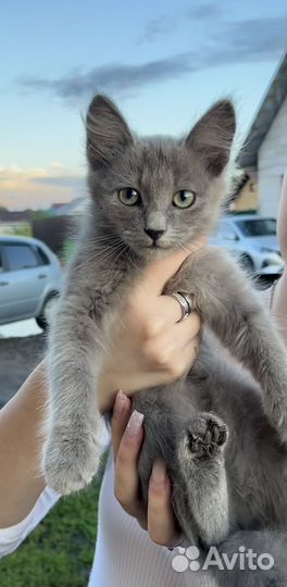 Котята в добрые руки бесплатно