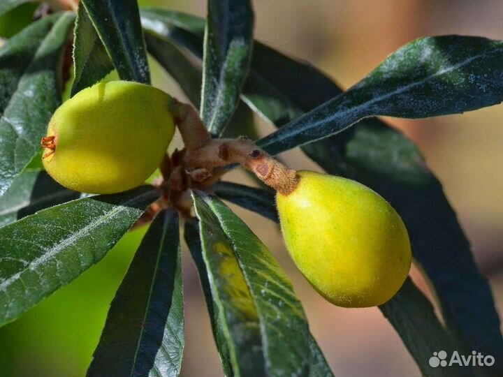 Мушмула японская - 20