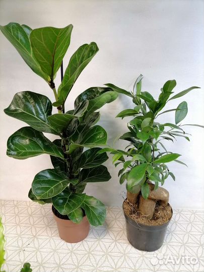 Аглаонема, фикус, Асплениум, Хлорофитум