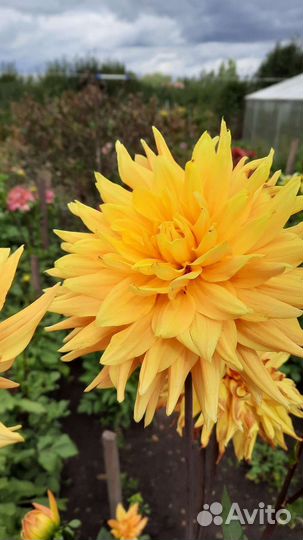 Георгины клубни