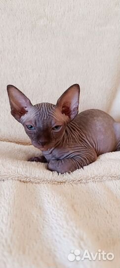 Донской сфинкс котята