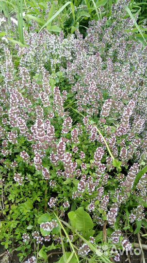 Чабрец и Чабрец лимонный, Душица