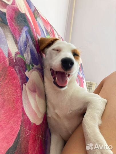 Маленькая собака Джек-рассел-терьер