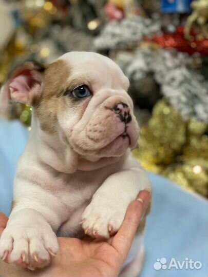 Английский бульдог девочка