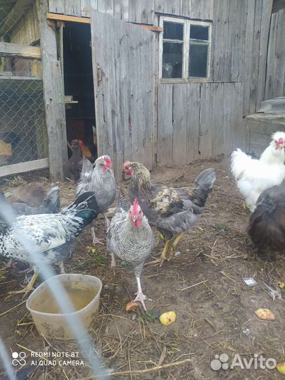 Петушки, Индюк