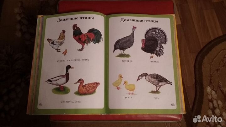 Энциклопедия малыша-моя первая книга