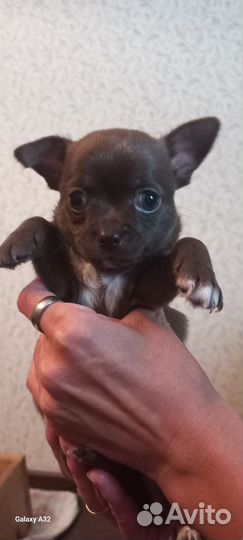 Щенки чихуахуа