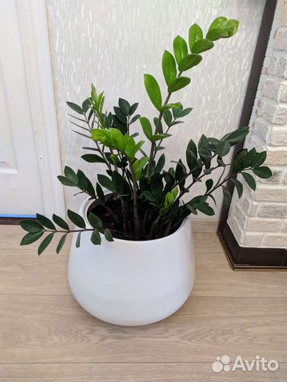 Замиокулькас.Фикус Грин дрим. Спатифиллум