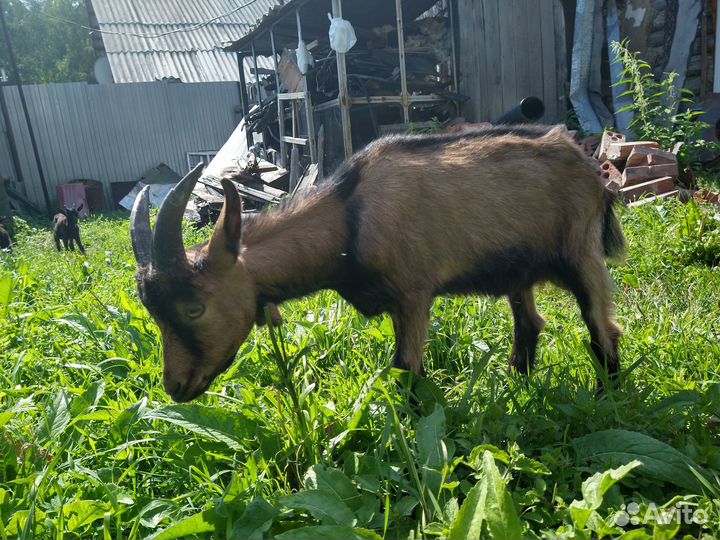 Козлята зааненская порода