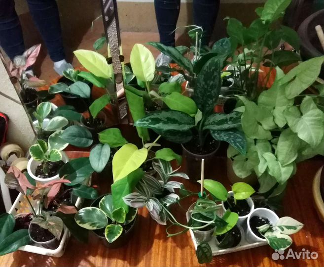Комнатные растения, цветы разные