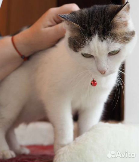 Умница-красавица в добрые руки