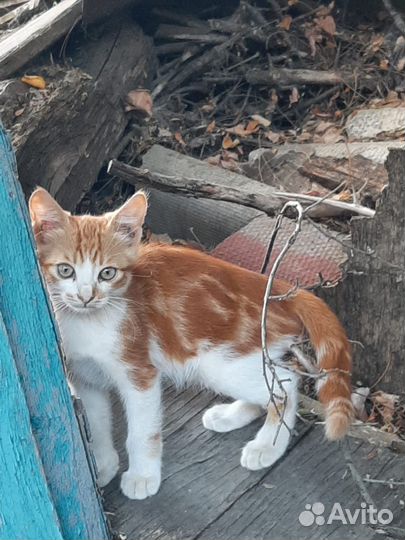 Котята в добрые руки