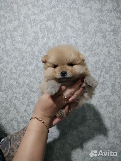 Щенки шпица