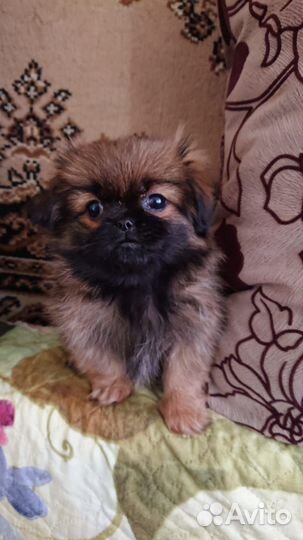 Пекинеса девочка