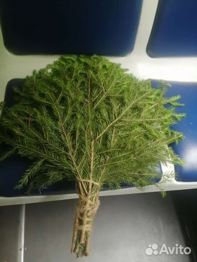 Веники для бани пихтовые, еловые, берёзовые