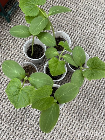 Рассада огурцов кураж