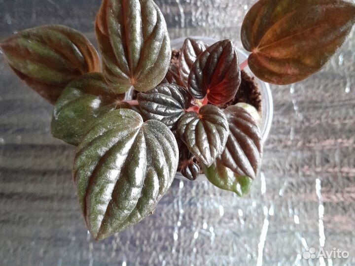 Пеперомия Пима