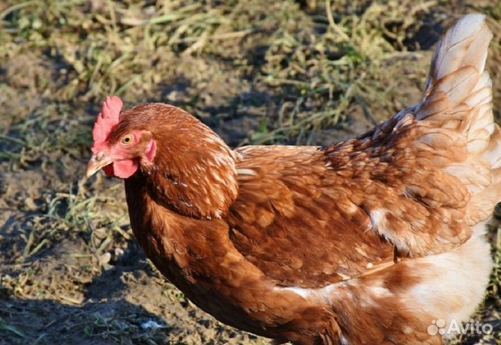 Куры несушки с агрофермы