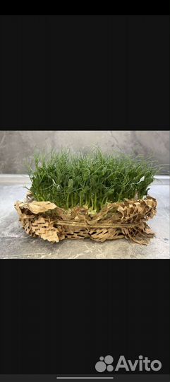 Микрозелень