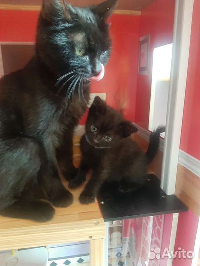 В добрые руки