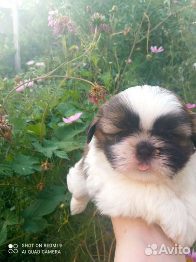 Щенки ши-тцу