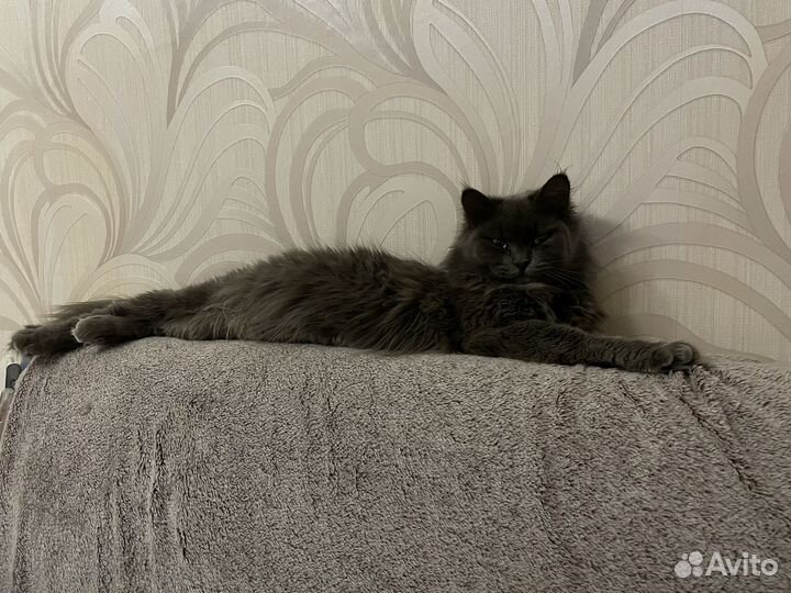 Кошка для вязки