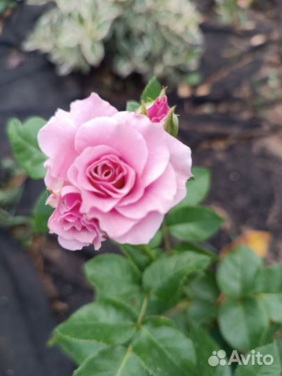 Саженцы Роз 3 летки