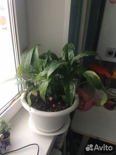 Спацифиллум