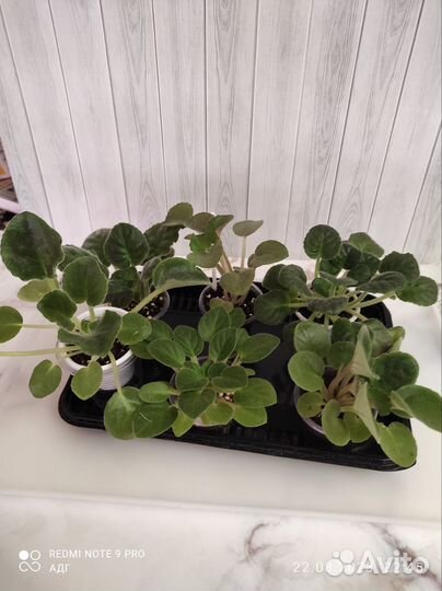 Фиалки набор