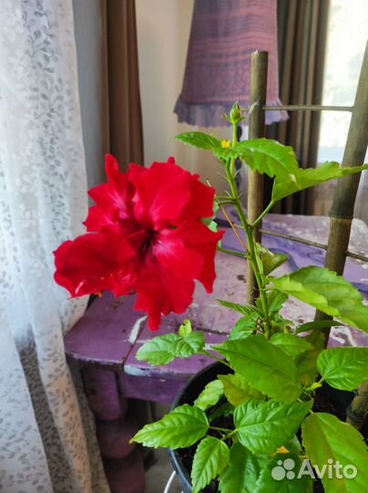 Гибискус красный махровый