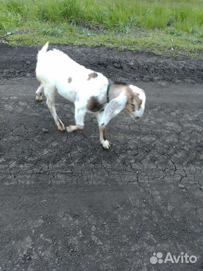 Козлик и козочка Каморинубы