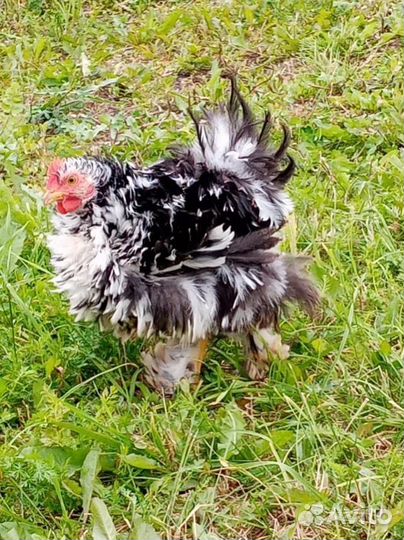 Декоративный кучерявый петушок