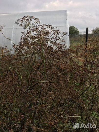 Семена укропа