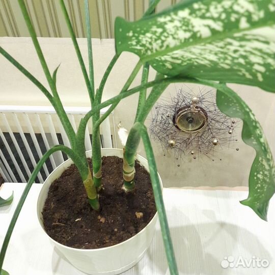 Диффенбахия пятнистая