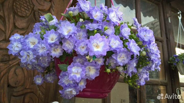 Кампанула махровая