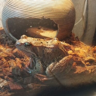 Лягушки живые кормовые