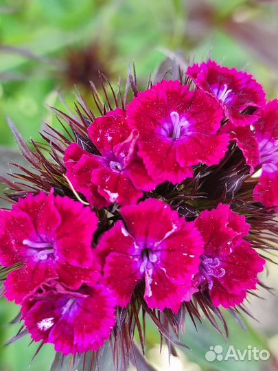 Турецкая гвоздика