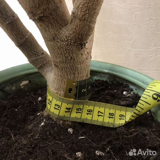 Денежное дерево толстянка крассула