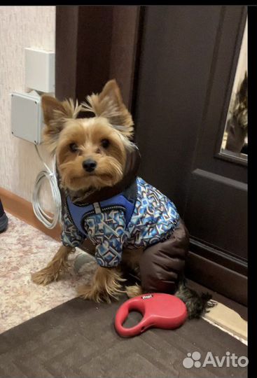 Зимний комбинезон для собак маленьких пород