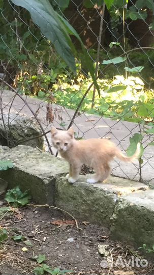 Котята в добрые руки бесплатно