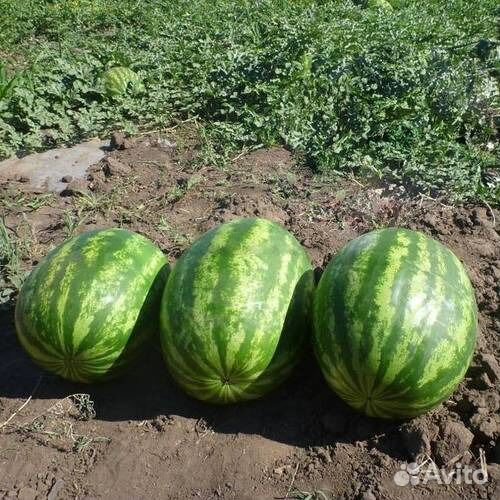 Семена арбуза. Сорт Барака
