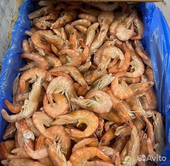 Креветка королевская 