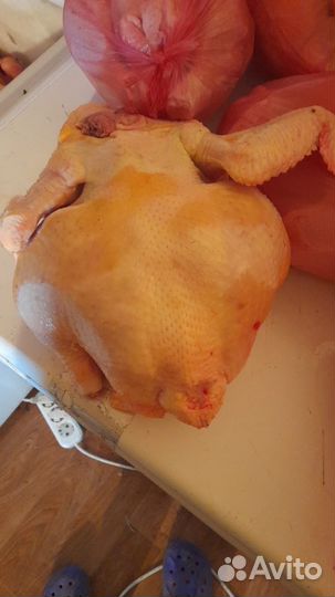 Мясо домашней курицы