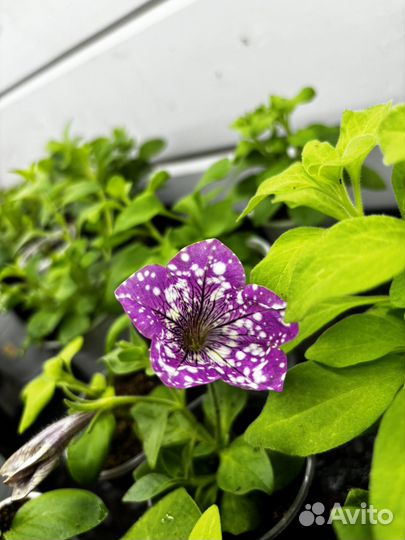 Петунья вегетативная