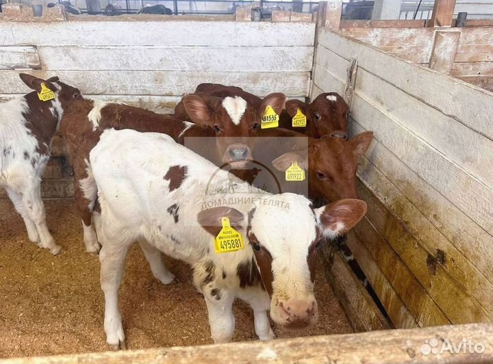 Бычки телята телочки