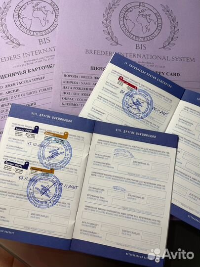 Щенки джек рассел терьер