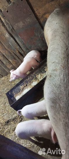 Поросенок ландрас