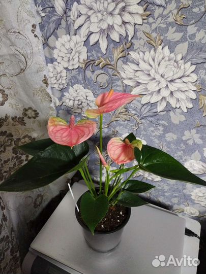 Антуриум Пандола