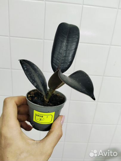 Фикус эластика