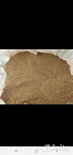 Донник двулетний